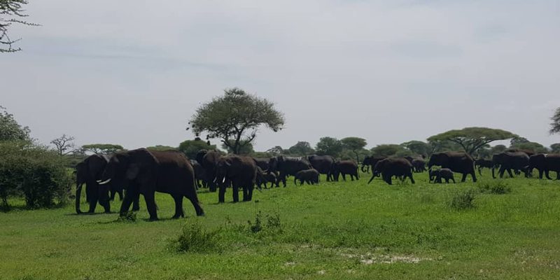 On camping safari enjoy to see elephants roam around a green pasture in Tarangire National park